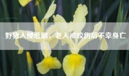 野猪入侵悲剧，老人被咬伤后不幸身亡